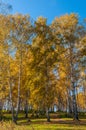 Birch grove autumn foliage