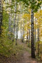 Birch grove in autumn forest Royalty Free Stock Photo