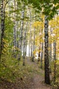 Birch grove in autumn forest Royalty Free Stock Photo