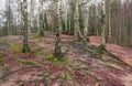 birch grove in autumn in Karelia, Russia