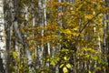 Birch Grove. Autumn leaves on trees in the forest. Golden autumn landscape background. Close-up. Royalty Free Stock Photo