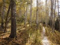 Birch grove in autumn.