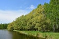 Birch grove on the banks of the river. A forest area near the lake. Green grass. Blue sky Royalty Free Stock Photo