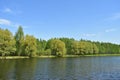 Birch grove on the banks of the river. A forest area near the lake. Tree branches above the water. Green grass. Blue sky Royalty Free Stock Photo