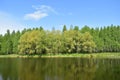 Birch grove on the banks of the river. Forest lake. Pond. The branches of the trees bent over the water. Blue sky Royalty Free Stock Photo