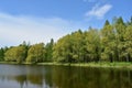 Birch grove on the banks of the river. Weeping willows by the lake. The forest area near the pond. Green grass. Blue sky