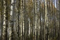 Birch Grove. Black and white trunks.