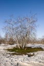 Birch Grove and blue sky in early spring