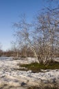 Birch Grove and blue sky in early spring