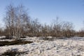 Birch Grove and blue sky in early spring