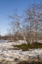 Birch Grove and blue sky in early spring