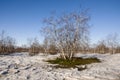 Birch Grove and blue sky in early spring