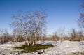 Birch Grove and blue sky in early spring