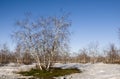 Birch Grove and blue sky in early spring Royalty Free Stock Photo