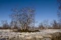 Birch Grove and blue sky in early spring Royalty Free Stock Photo