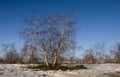 Birch Grove and blue sky in early spring