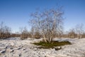 Birch Grove and blue sky in early spring Royalty Free Stock Photo
