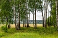 Birch grove on the border of fields, cloudy summer day in nature