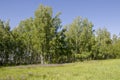 Birch grove and bright blue sky. Green trees in the summer forest. Travel on nature. Landscapes Royalty Free Stock Photo