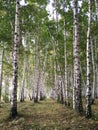 Birch grove on a cloudy day. Mighty trees stand in formation in the forest. Beautiful birch trees and autumn landscape