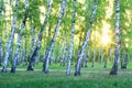 Birch Grove. Dawn in the forest Royalty Free Stock Photo