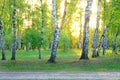 Birch grove at dawn, sunlight, a forest road Royalty Free Stock Photo