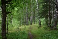 Birch grove. Deciduous and coniferous trees grow in the forest. Bright, green grass around the trees. The forest is the abode