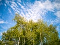 Birch grove in early spring. The concept of the beauty of nature and the awakening of nature. Selective focus. Royalty Free Stock Photo