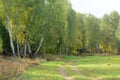 A birch grove at the edge of the forest Royalty Free Stock Photo