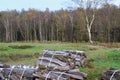 Birch Grove with Fern and Heather Royalty Free Stock Photo