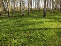 birch grove, first spring grass in the foreground Royalty Free Stock Photo