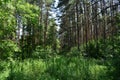 Birch Grove. Flowers and green grass. Sunny summer day. Blue sky. Forest