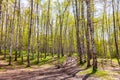 Birch grove in the foothills of the Tien Shan of the city of Almaty