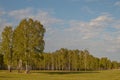 Birch Grove. In the foreground are detached trees in a meadow Royalty Free Stock Photo