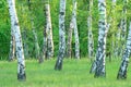 Birch grove in the forest in the early morning, summer Royalty Free Stock Photo