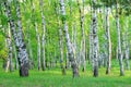 Birch grove in the forest in the early morning, tree trunks, summer Royalty Free Stock Photo