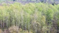 Birch grove in forest with first green foliage