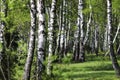 A birch grove, a forest in the sunlight in the morning. Tires of birch in summer. Royalty Free Stock Photo