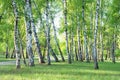 Birch grove, forest trail, summer Royalty Free Stock Photo