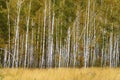 Birch grove with grass in the foreground. Royalty Free Stock Photo