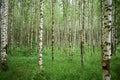 Birch grove. Green leaves and grass. White-stemmed slender beauties of the birch tree. The leaves of the birches are light green