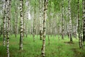 Birch grove. Green leaves and grass. White-stemmed slender beauties of the birch tree. The leaves of the birches are light green