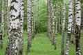 Birch grove. Green leaves and grass. White-stemmed slender beauties of the birch tree. The leaves of the birches are light green
