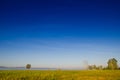 Birch grove and green meadow in the morning fog and the sky with Royalty Free Stock Photo