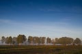 Birch grove and green meadow in the morning fog and the sky with Royalty Free Stock Photo