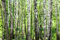 birch grove in green woods on sunny summer day