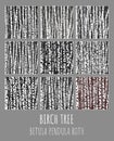 Birch grove illustration set. Betula pendula Roth is the Latin name for birch. Birch trees background for you design