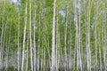 Birch grove