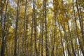 Birch grove landscape background. Golden autumn in the forest. Orange red foliage and white birch trunks against the blue sky. Royalty Free Stock Photo