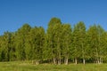 Birch grove leaves trees Royalty Free Stock Photo